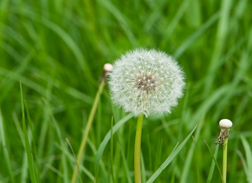 Allergy Relief